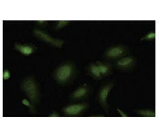 NUDC Antibody (JT-9) - Immunofluorescence - Image 35677 