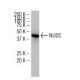 NUDC Antibody (JT-9) - Western Blotting - Image 34168 