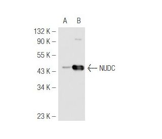 NUDC Antibody (JT-9) - Western Blotting - Image 51121