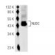 NUDC Antibody (JT-9) - Western Blotting - Image 51114 