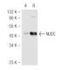NUDC Antibody (JT-9) - Western Blotting - Image 51121