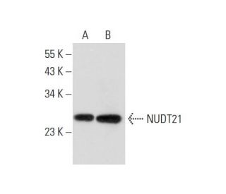 NUDT21 Antibody (2203C3) - Western Blotting - Image 308677 