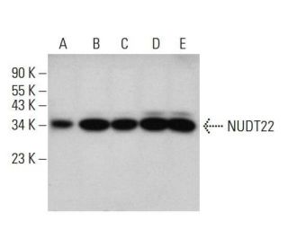 NUDT22 Antibody (H-9) - Western Blotting - Image 348634 