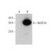 NUDT22 Antibody (H-9) - Western Blotting - Image 348633