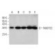 NUDT22 Antibody (H-9) - Western Blotting - Image 348634 