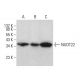 NUDT22 Antibody (H-9) - Western Blotting - Image 380048 