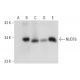 NUDT6 Antibody (F-2) - Western Blotting - Image 308133 