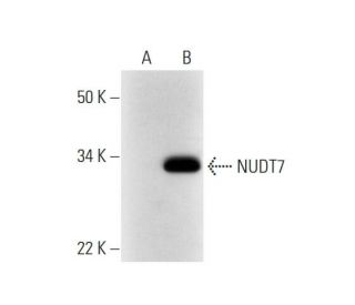 NUDT7 Antibody (E-9) - Western Blotting - Image 290959
