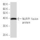 NUFIP1 Antibody (2662C1a) - Western Blotting - Image 16724