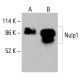 Nulp1 Antibody (A-6) - Western Blotting - Image 415618
