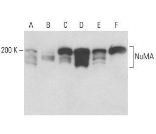 NuMA Antibody (A73-B/D12) - Western Blotting - Image 17164