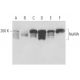 NuMA Antibody (A73-B/D12) - Western Blotting - Image 17164