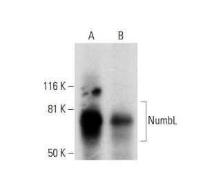 NumbL Antibody (C-4) - Western Blotting - Image 289549 