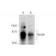 NumbL Antibody (C-4) - Western Blotting - Image 289549 