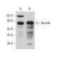 NumbL Antibody (C-4) - Western Blotting - Image 376290 