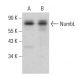 NumbL Antibody (C-4) - Western Blotting - Image 376316