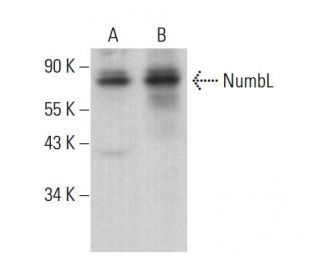 NumbL Antibody (H-5) - Western Blotting - Image 376317 