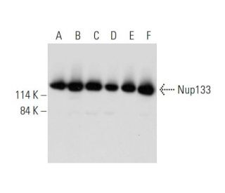 Nup133 Antibody (E-6) - Western Blotting - Image 344499 