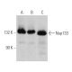 Nup133 Antibody (G-11) - Western Blotting - Image 363234