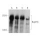 Nup153 Antibody (D-4) - Western Blotting - Image 359462 