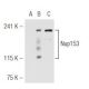 Nup153 Antibody (R4C8) - Western Blotting - Image 48144