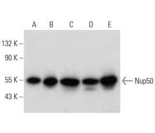 Nup50 Antibody (G-4) - Western Blotting - Image 311996 