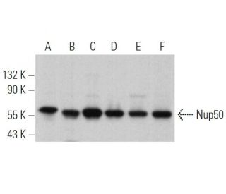 Nup50 Antibody (G-4) - Western Blotting - Image 367100