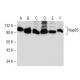 Nup93 Antibody (F-2) - Western Blotting - Image 150279 