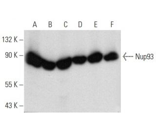 Nup93 Antibody (F-2) - Western Blotting - Image 357309 