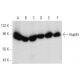 Nup93 Antibody (F-2) - Western Blotting - Image 357309 
