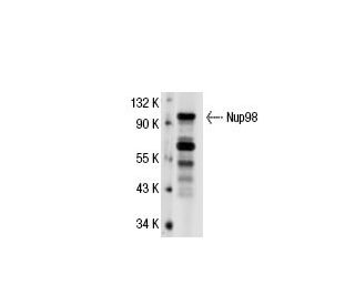 Nup98 Antibody (2H10) - Western Blotting - Image 20980 