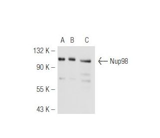 Nup98 Antibody (2H10) - Western Blotting - Image 50380 