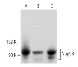 Nup98 Antibody (2H10) - Western Blotting - Image 356659 