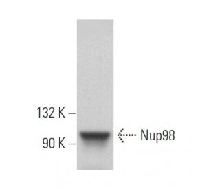 Nup98 Antibody (2H10) - Western Blotting - Image 363120 