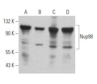 Nup98 Antibody (2H10) - Western Blotting - Image 363124 