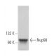 Nup98 Antibody (2H10) - Western Blotting - Image 363120 