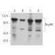 Nup98 Antibody (2H10) - Western Blotting - Image 363124 