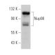 Nup98 Antibody (2H10) - Western Blotting - Image 363125