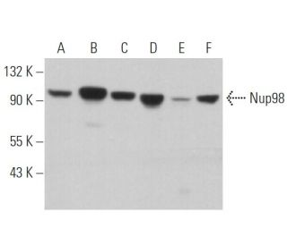 Nup98 Antibody (C-5) - Western Blotting - Image 363122