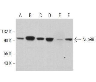 Nup98 Antibody (C-7) - Western Blotting - Image 363121