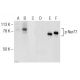 Western blot analysis of Nur77 phosphorylation in non-transfected: sc-110760 (A,D),...