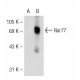 Nur77 (E-6): sc-166166. Western blot analysis of Nur77 expression in non-transfected: sc-117752 (A) and mouse Nur77 transf