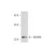 NURIM Antibody (B-1) - Western Blotting - Image 314156 
