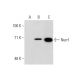 Nurr1 Antibody (447C2a) - Western Blotting - Image 135509 