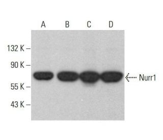 Nurr1 Antibody (F-5) - Western Blotting - Image 352038 