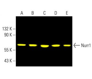 Nurr1 Antibody (F-5) - Western Blotting - Image 402213 