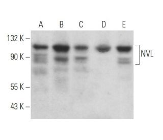 NVL Antibody (A-10) - Western Blotting - Image 371280 