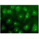 NVL Antibody (G-10) - Immunofluorescence - Image 296487 