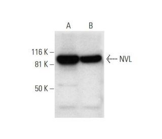 NVL Antibody (G-10) - Western Blotting - Image 291937 