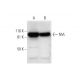NVL Antibody (G-10) - Western Blotting - Image 291937 